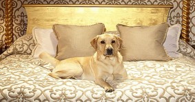 Dog Friendly Hotels in Manchester, England